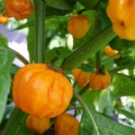 a scotch bonnet pepper