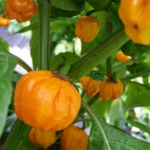 a scotch bonnet pepper